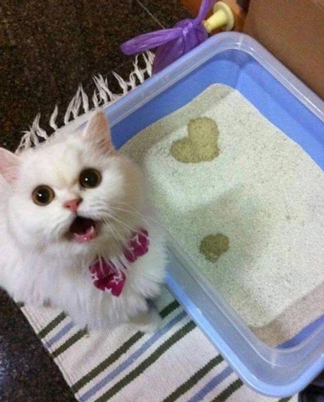 可爱猫，可爱猫咪名字（歪果网友分享各种古怪可爱的小猫咪图片）