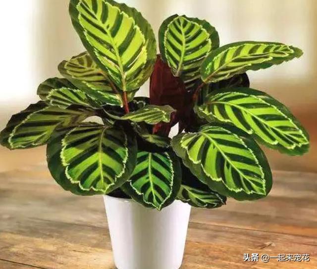 什么花没叶子，什么花没叶子?（10种不喜欢晒太阳的花）