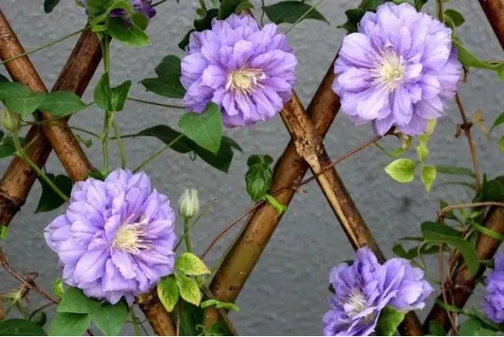 春天开的常见的花，春天的花有哪些（春天的花有哪些 名字）