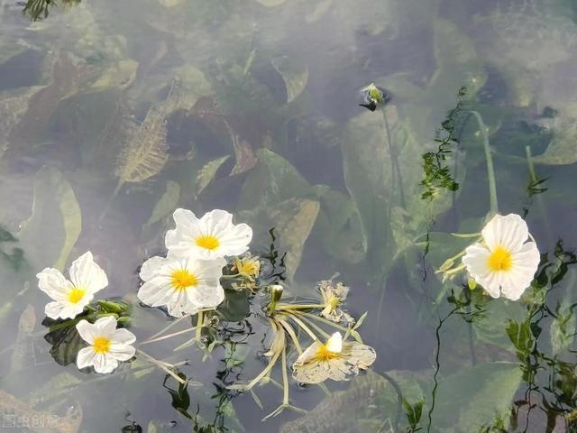 水性杨花是什么意思，海菜花为啥叫水性杨花（与“水性杨花”来场美妙的邂逅吧）