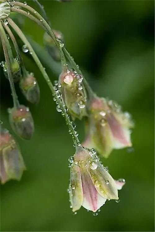 雨后的花朵垂着露珠图片