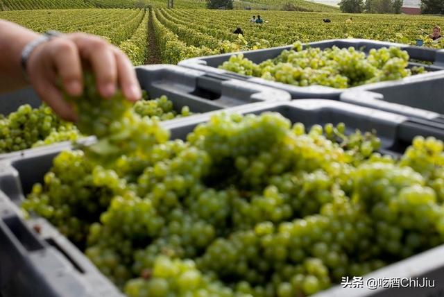 香槟和红酒的味道一样吗，香槟和葡萄酒味道一样吗（“香槟”跟“起泡酒”）