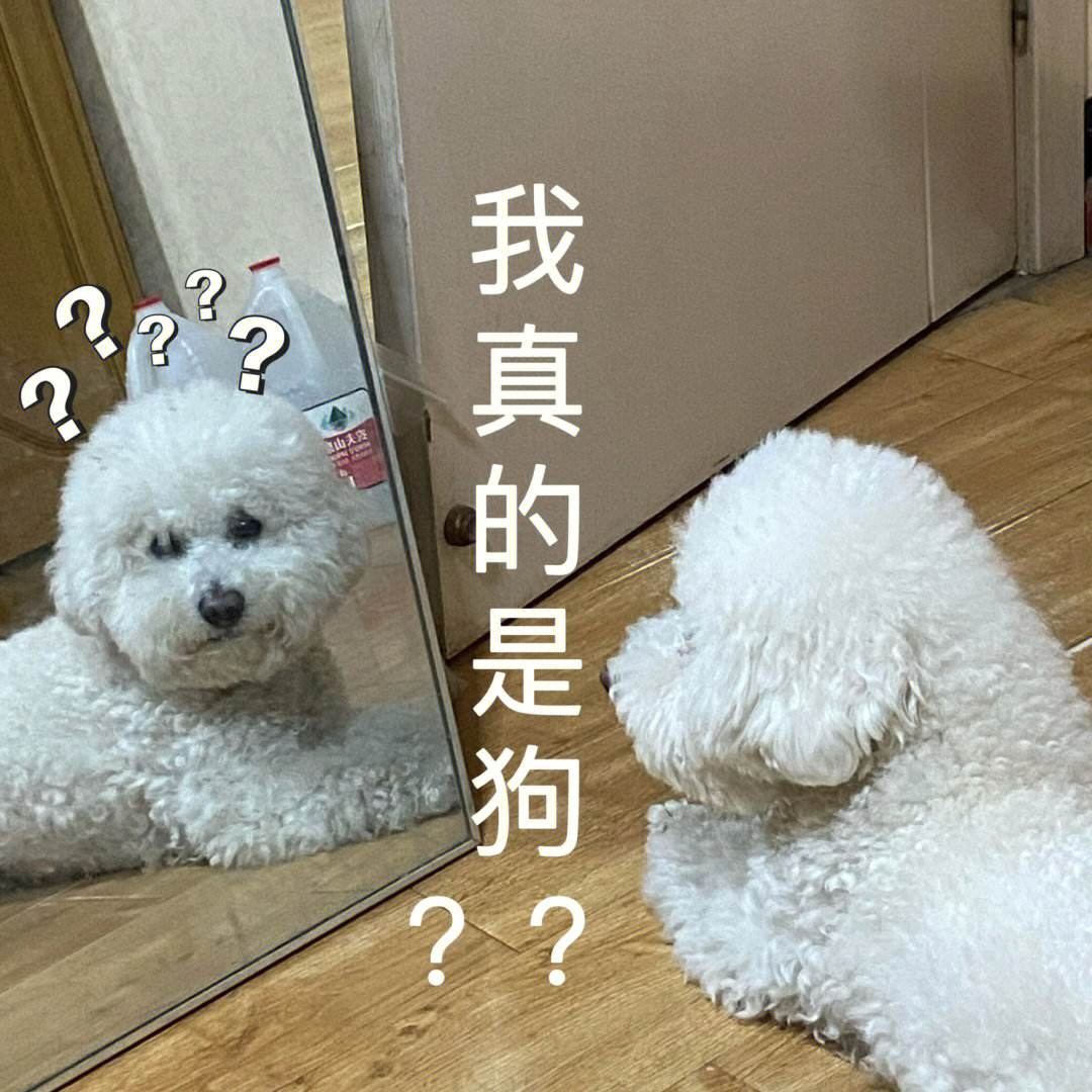 比熊幼犬大概多少钱 比熊幼犬多少钱一只 两个月