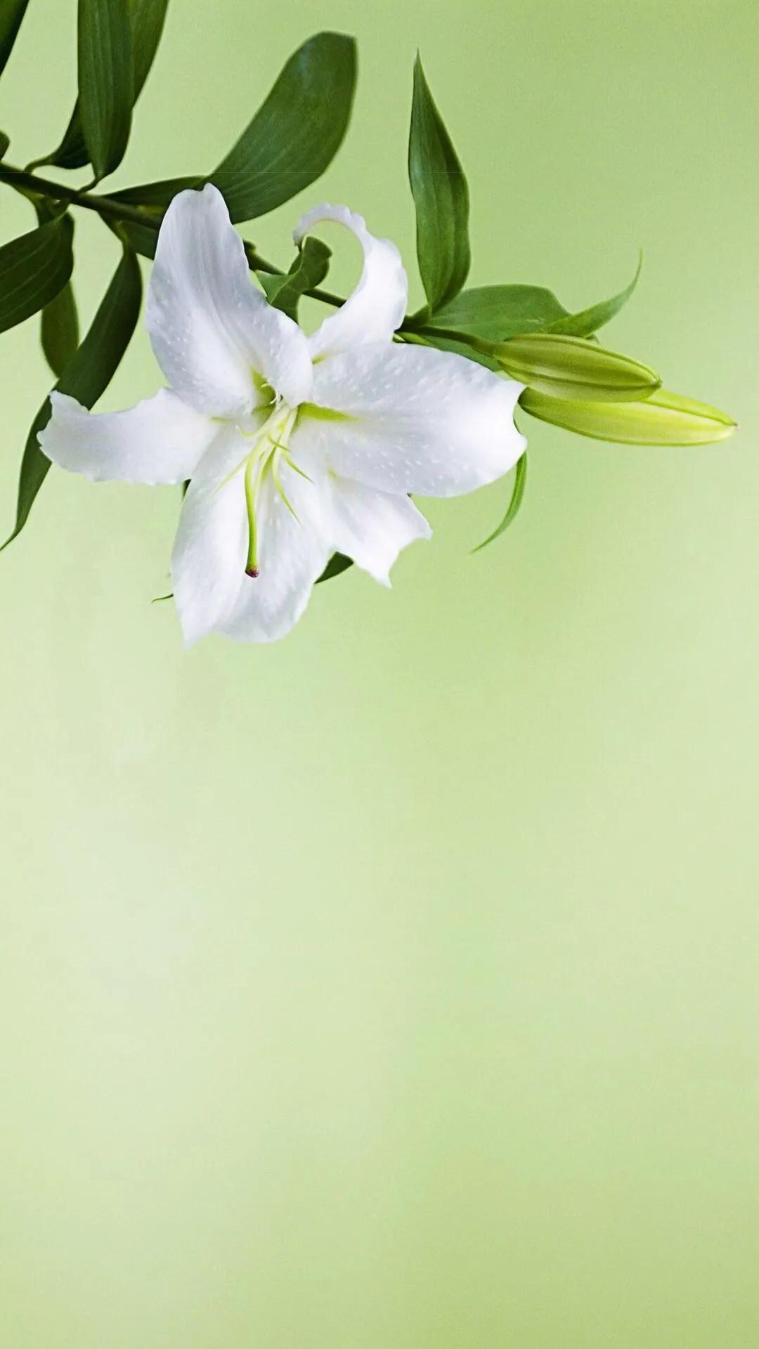 百合花仙子图片大全(花中的仙子一一百合花壁纸) - 彝家农业网