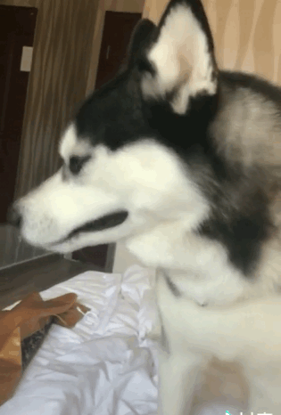 金毛是哪个国家的，十大聪明犬排名（被评为“无攻击性”的3种狗）