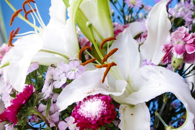 朋友圈晒百合花的心情短语，花与人生感悟（愿你心田上的百合花依然盛开）