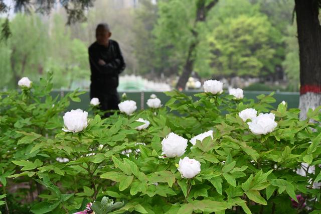 什么颜色的牡丹花最好看，牡丹：倾国倾城