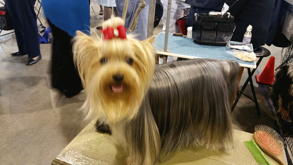 小狗的简单介绍，狗的介绍手抄报（狗狗也分高低贵贱）