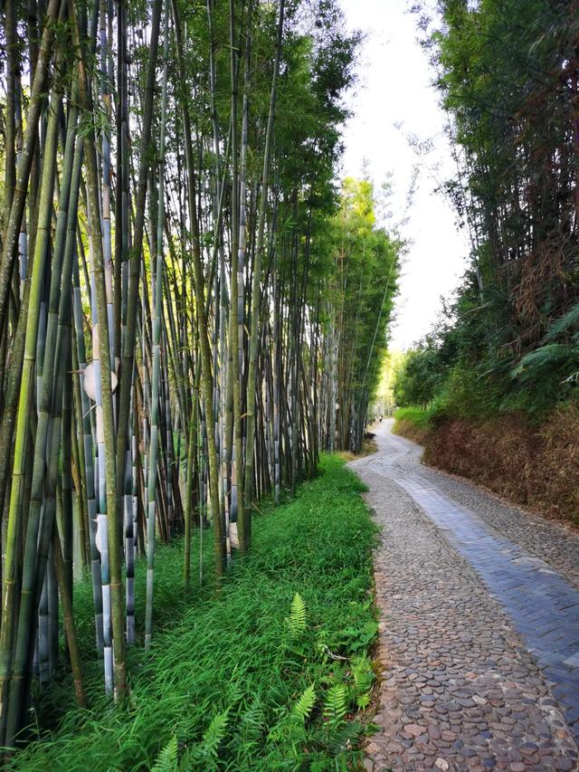 从化旅游景点大全，从化一日游旅游攻略大全（打卡吕田鹰嘴桃花+罗洞工匠小镇麦浪+莲麻小镇）
