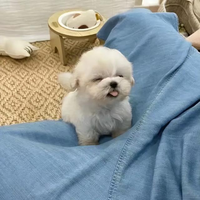 浪漫少女，微信头像，浪漫少女（微信头像：54张，女生头像）