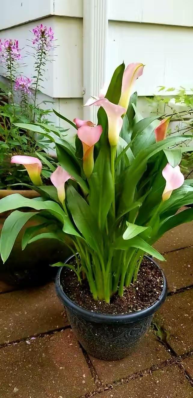 适合水养的开花植物(什么花喜水好养)-娱宸网