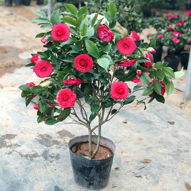 茶花喜阴还是喜阳，茶花喜阴还是喜阳?知乎（为啥花友们都不爱养）