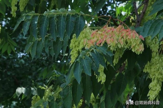 曼陀罗花的图片，曼陀罗花是什么（301味中药材的原植物彩色图谱）