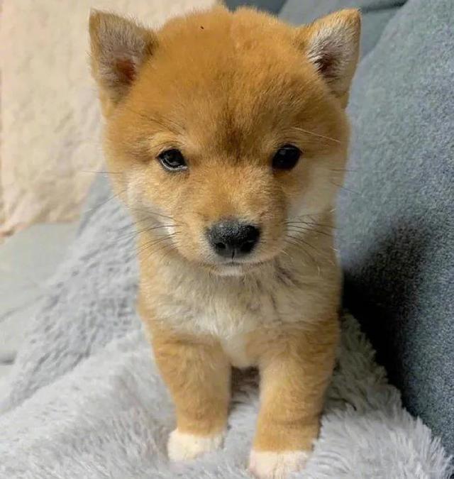 简单QQ头像微信，简单QQ头像（超级好看的可爱头像）