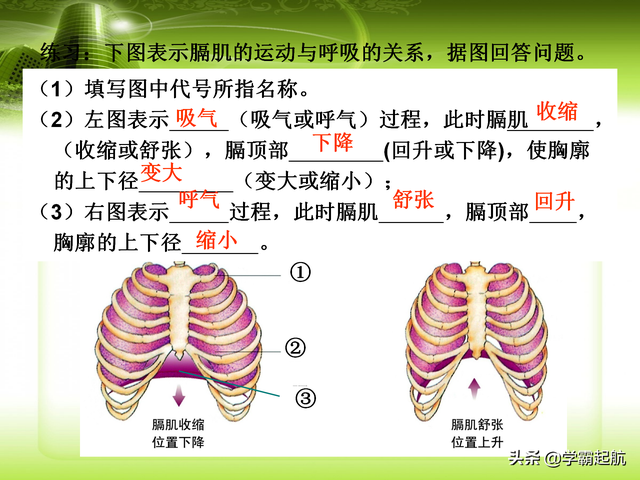 人体八大系统顺口溜，人体九大系统的顺口溜（期末必考考点——人体的八大系统）