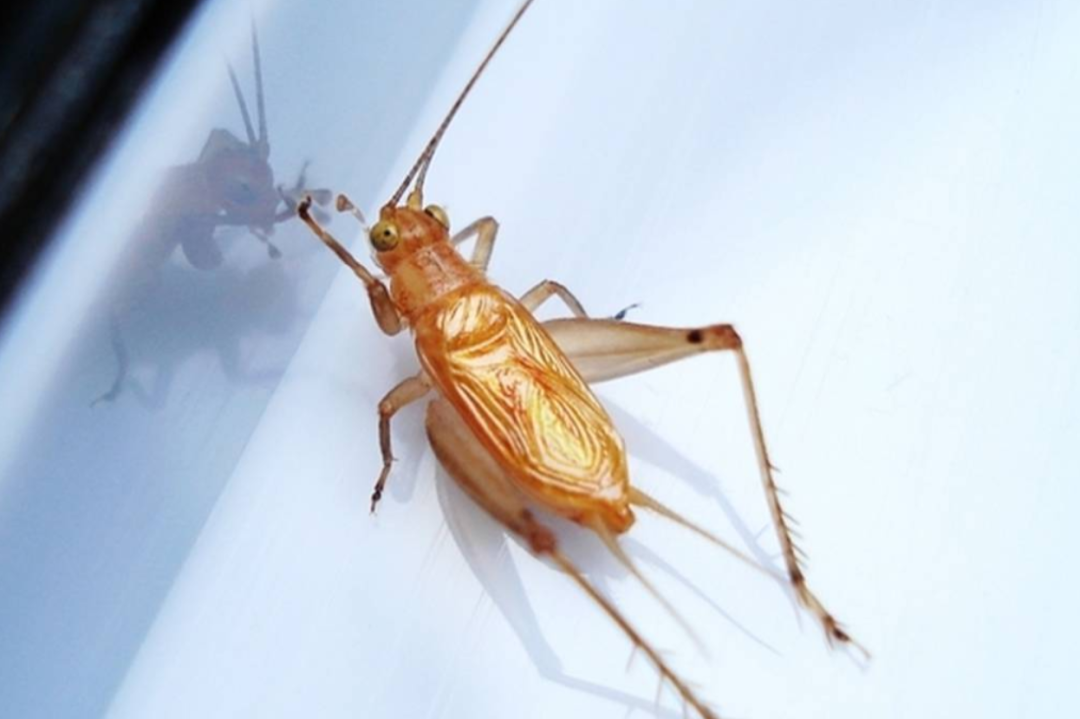 蛐蛐铃声(中国蟋蟀类鸣虫大观) - 赤虎壹号