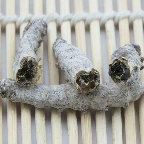 僵蚕的作用与功效，每天学习一味中药——僵蚕