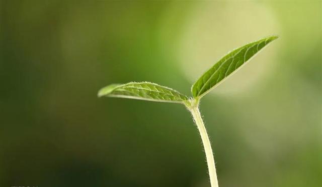 种子发芽过程图片，种子发芽六个过程（<带来希望的头像>）