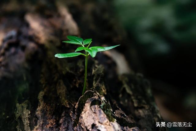 怎么回复女生的聊天，和女生聊天怎么回复（记住3个“黄金法则”）