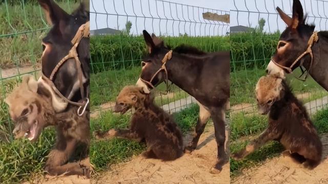 狼属于什么动物，狼属于什么动物类群（凶猛的狼真的怕牧羊犬吗）