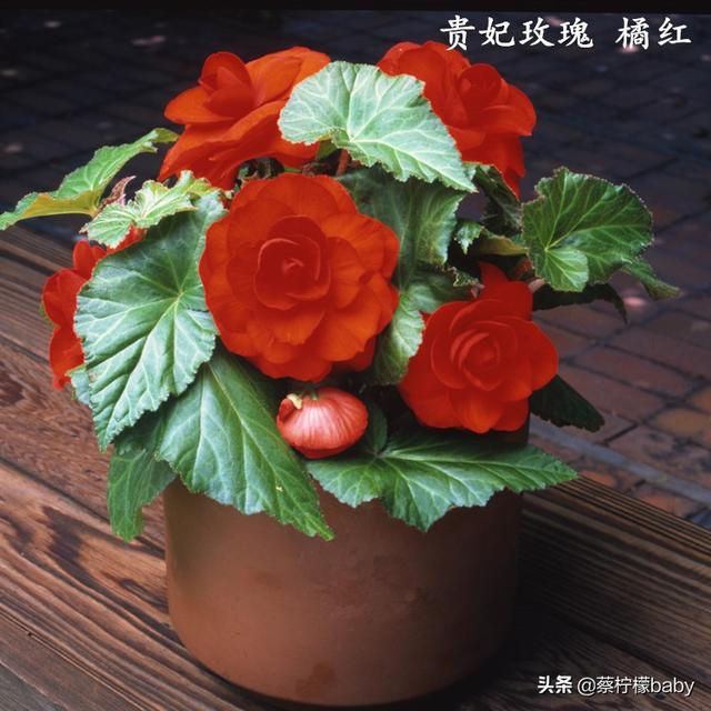 蕾丝边是什么意思，蕾丝边浪漫百分百蕾丝边是什么意思（蕾丝边的海棠花你见过吗）