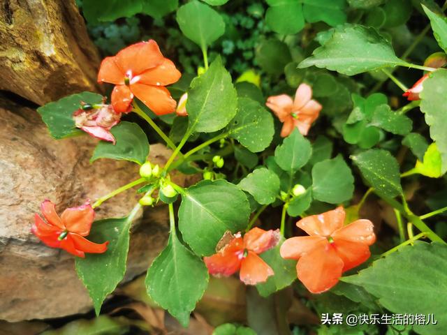 水梅花的养殖方法和注意事项，水梅花的养殖方法（非洲凤仙，值得拥有）