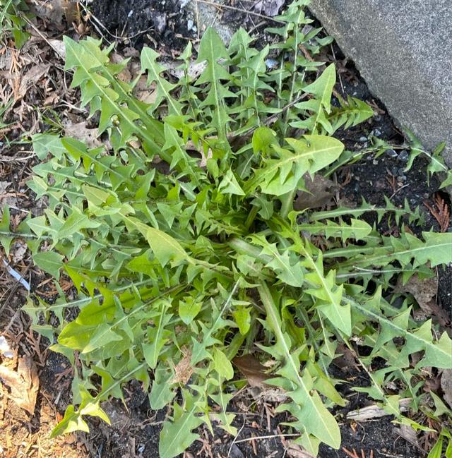 最好吃的4种野菜，9种常见野菜的好处与吃法