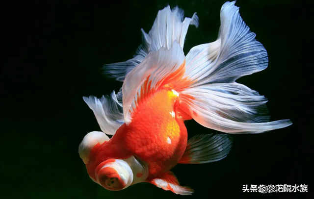 关于鱼的吉祥话，关于鱼的吉祥语（各种观赏鱼寓意着什么你知道吗）