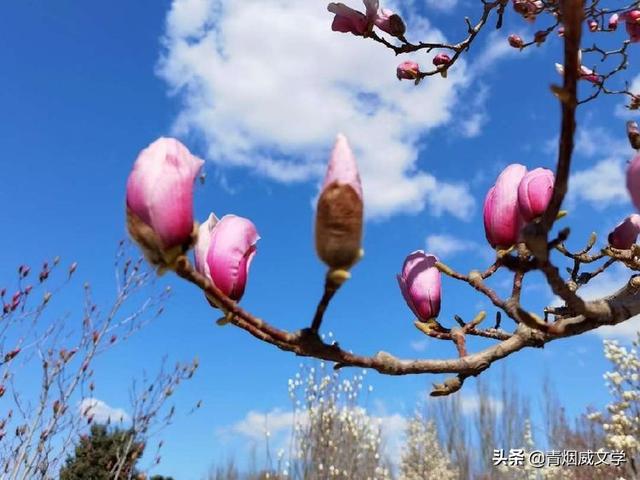 形容海浪的优美句子，描写大海很美简短句子（莺歌燕舞醉千年<诗六首>）