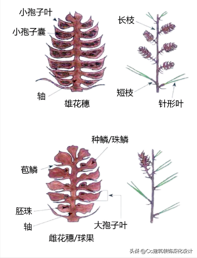 平行脉的主要分类，平行脉的叶子有哪些（超全植物形态图解——珍藏版）