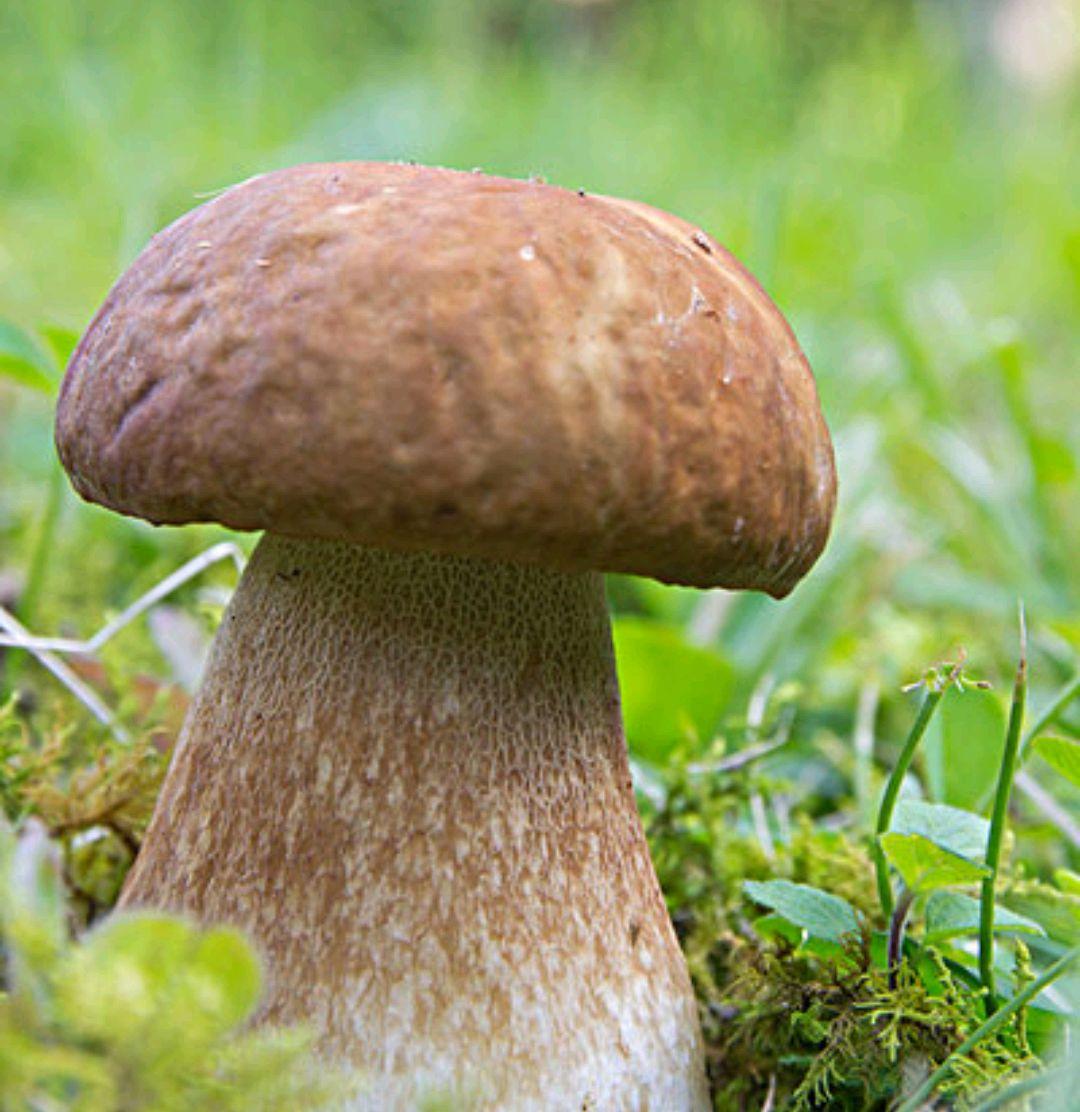 农村能吃的100种野菜图片，有哪些野菜可以吃