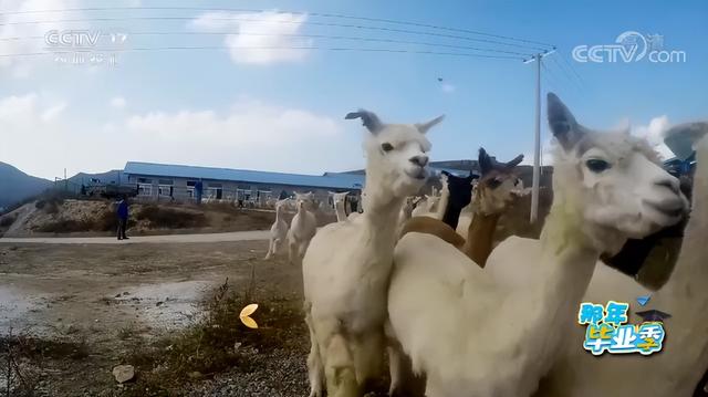 羊驼养殖网，女海归毕业生放弃高薪工作（全国养殖羊驼的地方有哪些）