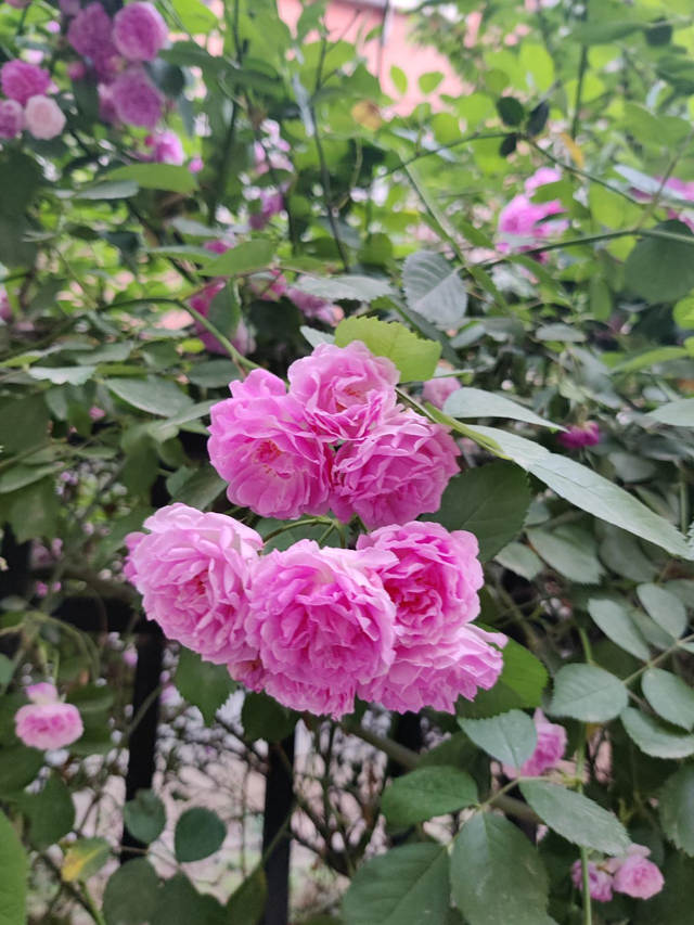 常见鲜花有哪些，常见的鲜花有哪些（认识10个就是大神）