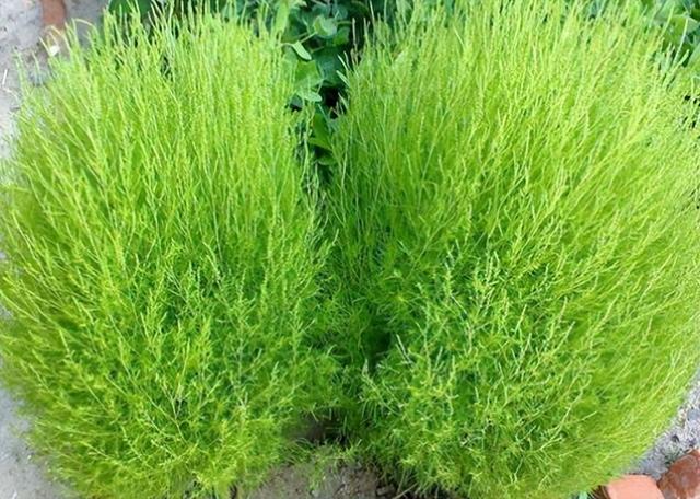 笤帚菜，却不知还是极品野菜（笤帚菜有什么好处）