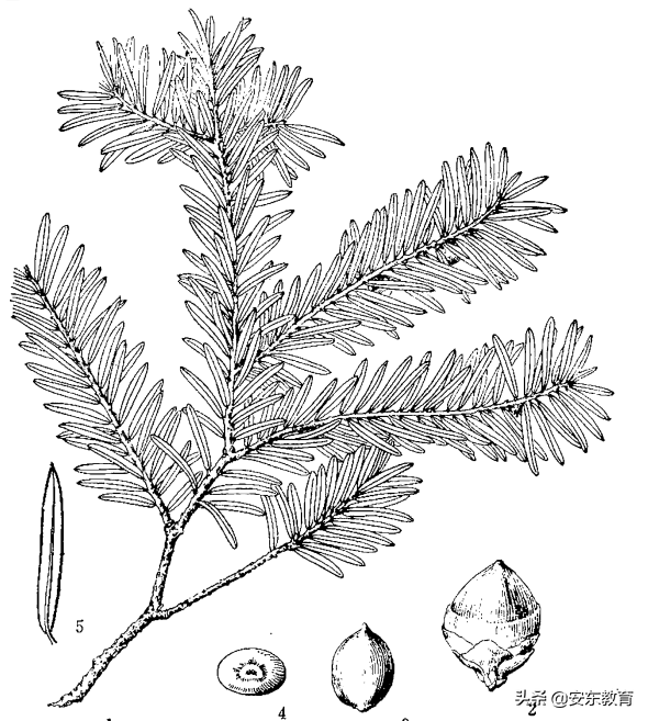 东北红豆杉的栽培及其价值，东北红豆杉的生长环境（“重症监护”中的古树）