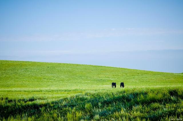 草原旅游去哪里好草原旅游胜地，草原旅游胜地有哪些（来这个内蒙最美的草原吧）