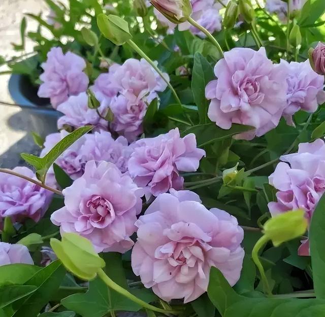 室内什么花香好闻又清香，室内什么花香味最好闻（而且开花香味十足）