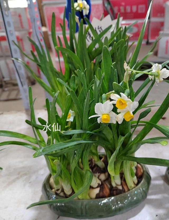 六月雪的叶子发黄枯萎怎么办，六月雪怎么扦插繁殖最好（逛花市买年宵花和六月雪）