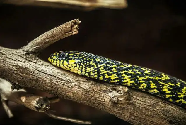 蚺和蟒哪个厉害,蚺和蟒的区别(世界上最大的蛇究竟有多大)