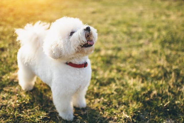 “贵宾犬”VS“比熊犬”哪个好？过来人告诉你，区别大着呢