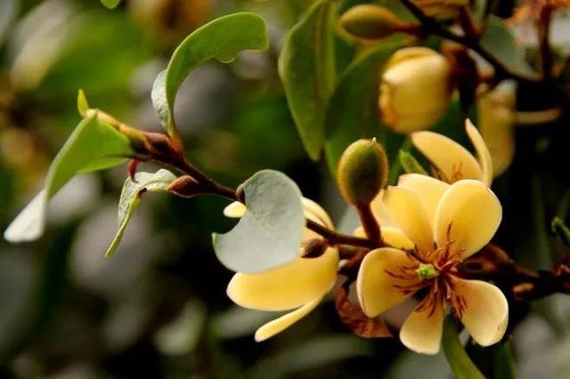 含笑花什么时候开花，分享图片——深山里（含笑花何时开花）