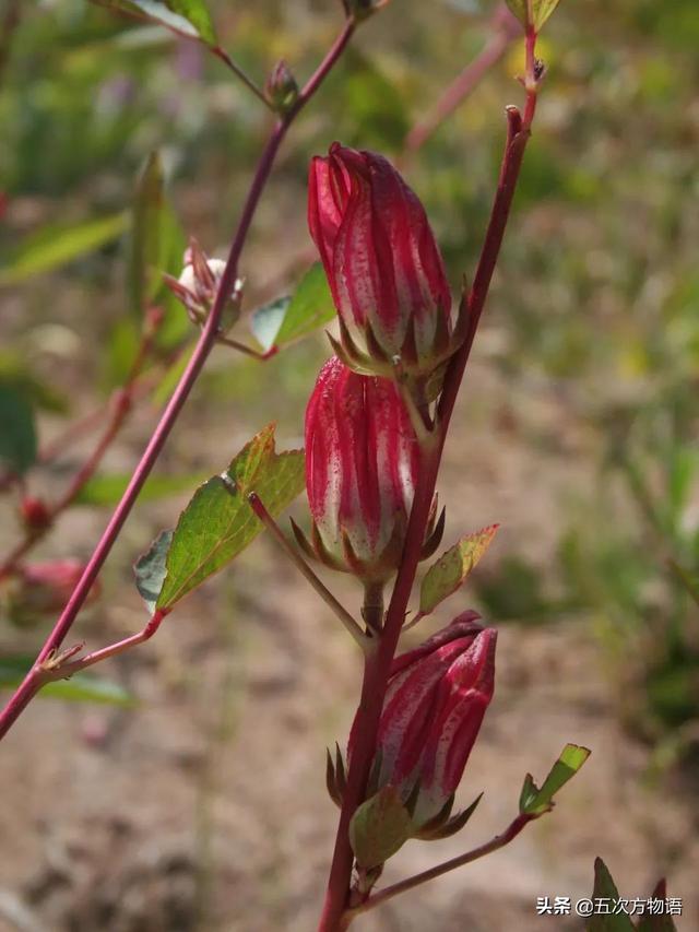 五蠹是哪五个，指的是哪五蠹？之首是儒术吗（中国麻类作物大全）
