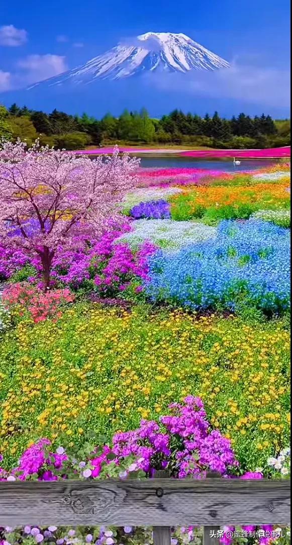 适合做微信头像的花朵图片，微信头像风景花朵图片     春暖花开（春暖花开的季节，美如仙境）