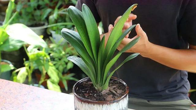 君子兰叶根腐烂怎么治，君子兰叶根腐烂怎么治好（巧施4个步骤就可以挽救）