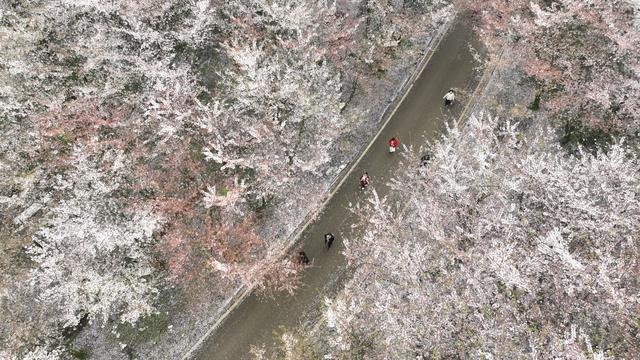 贵州平坝的樱花开到什么时候，贵州贵阳：平坝樱花灿烂盛开