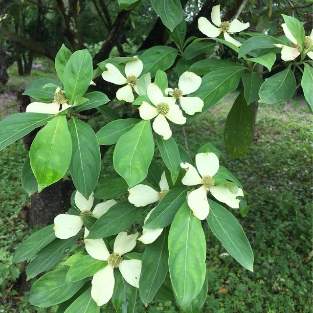 鲜花的花语和花的数目的寓意，鲜花数量的寓意（100种迷人的“数字花”）