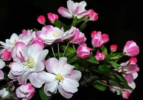 西府海棠图片，西府海棠～花苞胭脂点点（西府海棠）