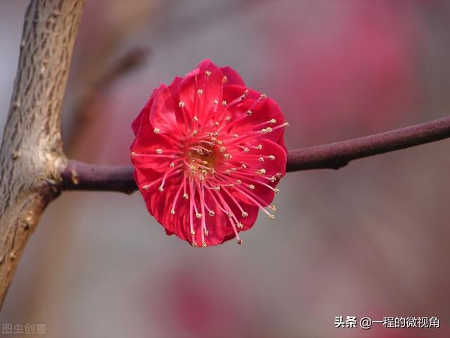 什么叫优越感，什么叫优越感理论（满屏溢满的优越感）