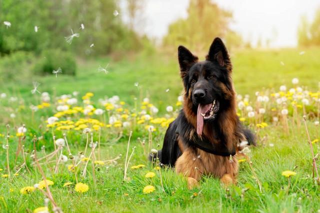 狗与犬的区别在哪，狗和犬的区别（为什么狼群不敢招惹牧羊犬）