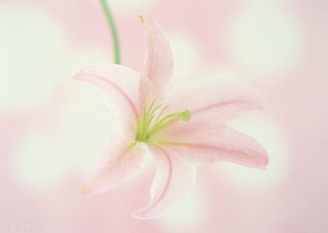 送百合花代表什么意思，百合花代表什么象征意义（<百合>不同的百合代表什么呢）